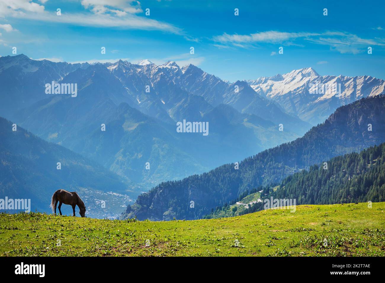 Cavallo in montagna. Himachal Pradesh, India Foto Stock