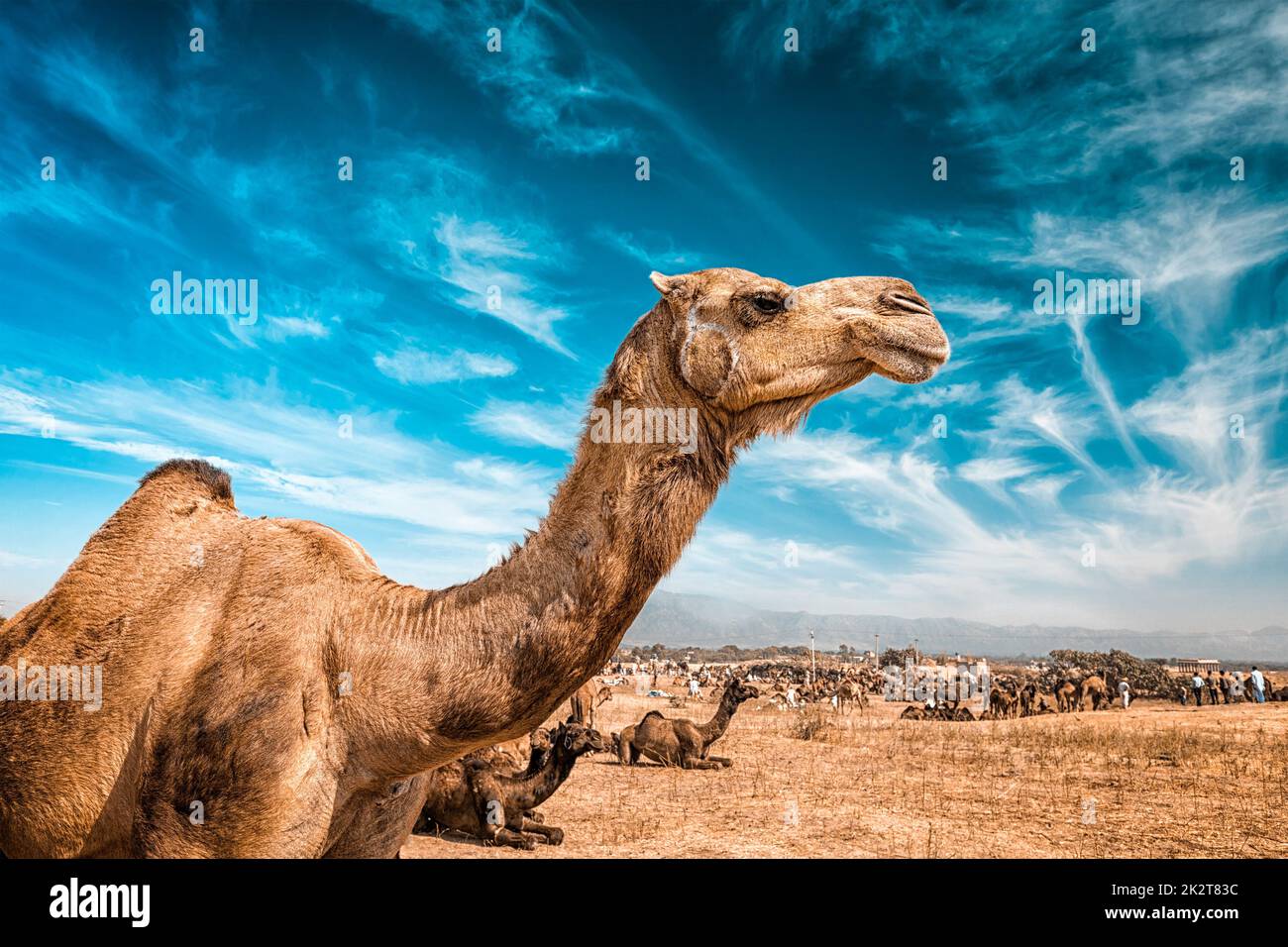 Cammello in India Foto Stock