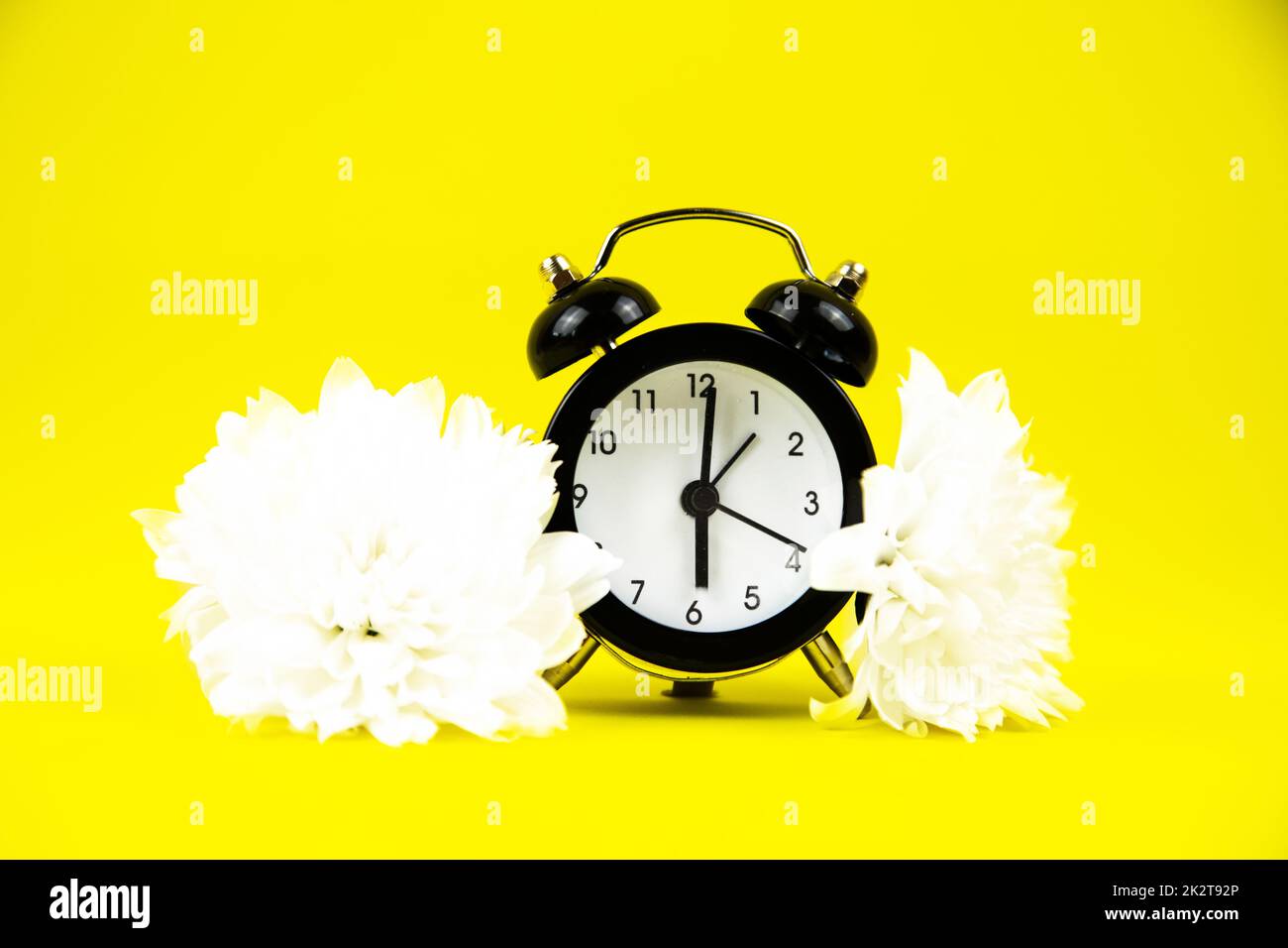 Una sveglia nera con quadrante bianco si trova su uno sfondo giallo luminoso circondato da fiori bianchi Foto Stock Una sveglia nera con quadrante bianco si trova su uno sfondo giallo luminoso circondato da fiori bianchi Foto Stock