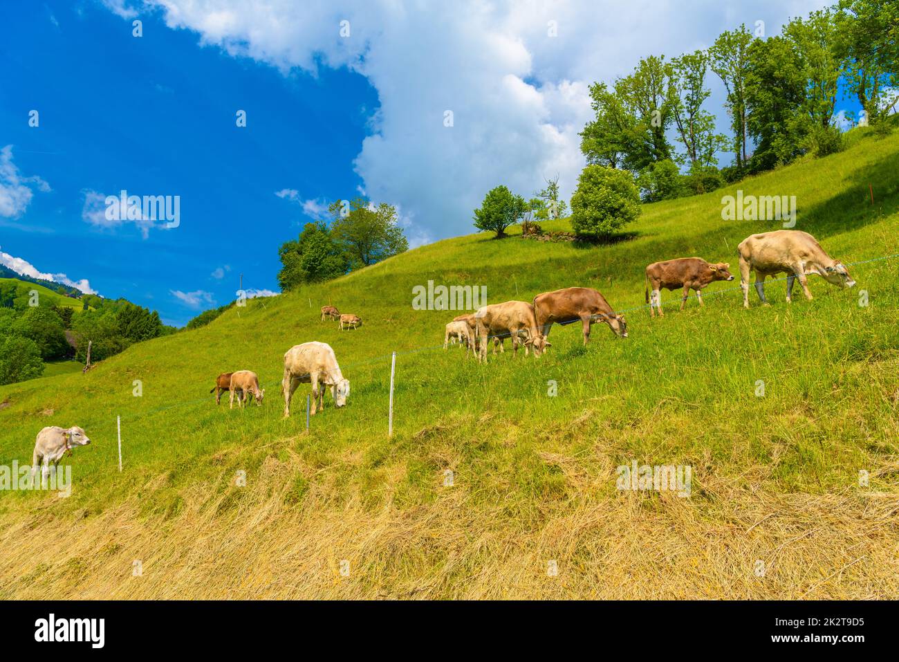 Mucche brune che mangiano erba nel villaggio delle Alpi, Grabs, Werdenberg, St. Foto Stock