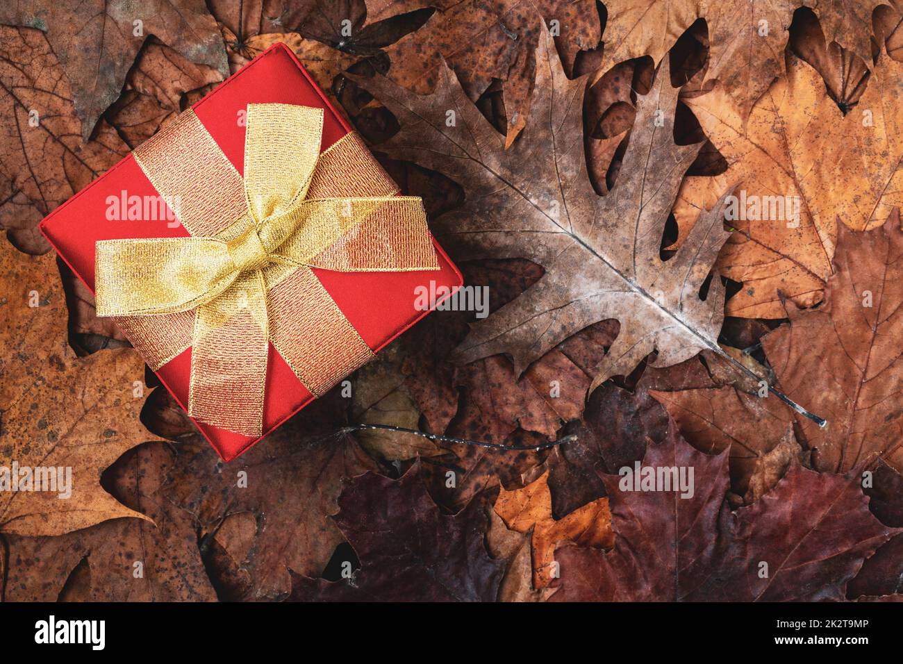 Scatola da regalo rossa con arco d'oro nella foresta autunnale Foto Stock
