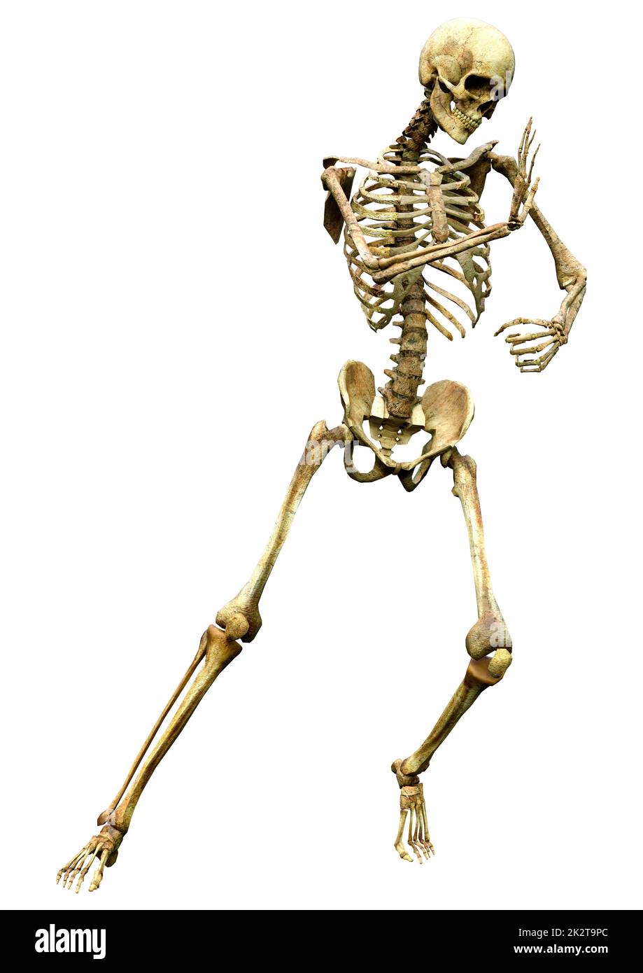 3D Rendering scheletro umano su bianco Foto Stock