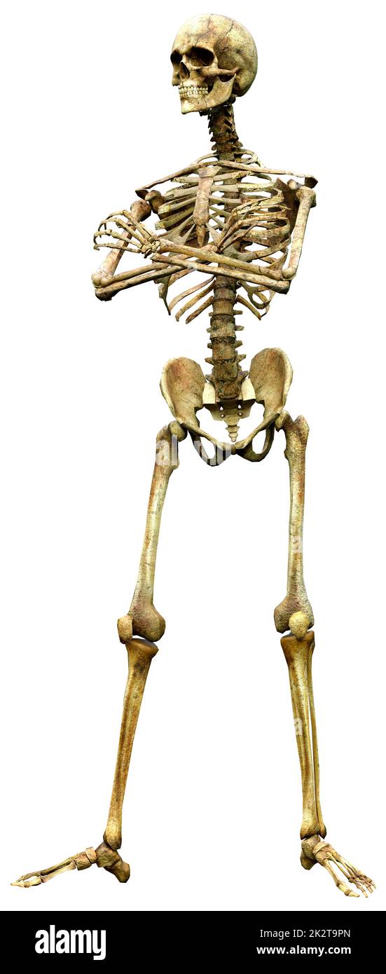 3D Rendering scheletro umano su bianco Foto Stock
