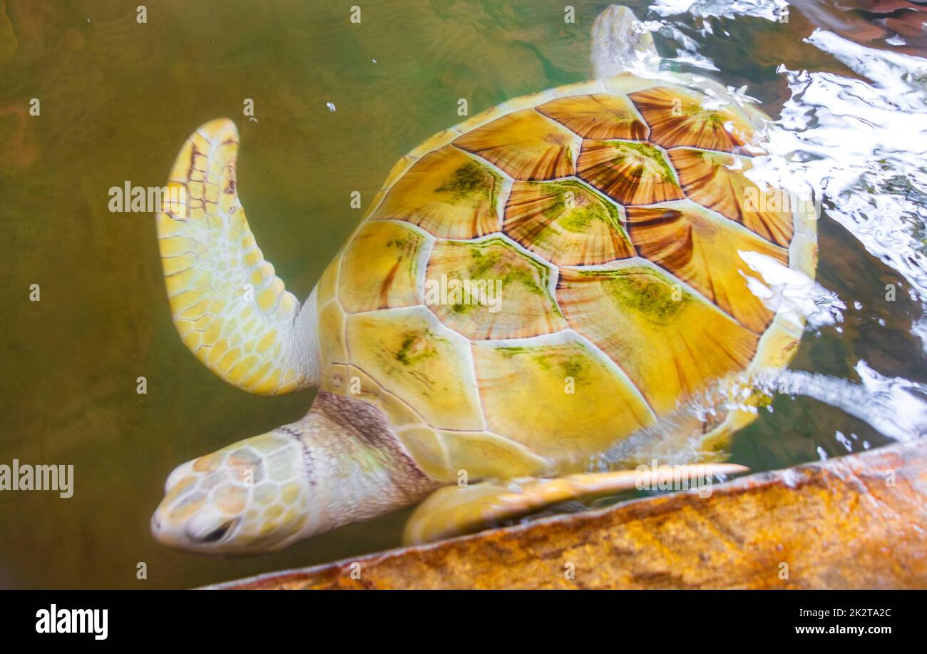 Tartaruga albina bianca tartaruga hawksbill tartaruga loggerhead tartaruga marina nuota. Foto Stock