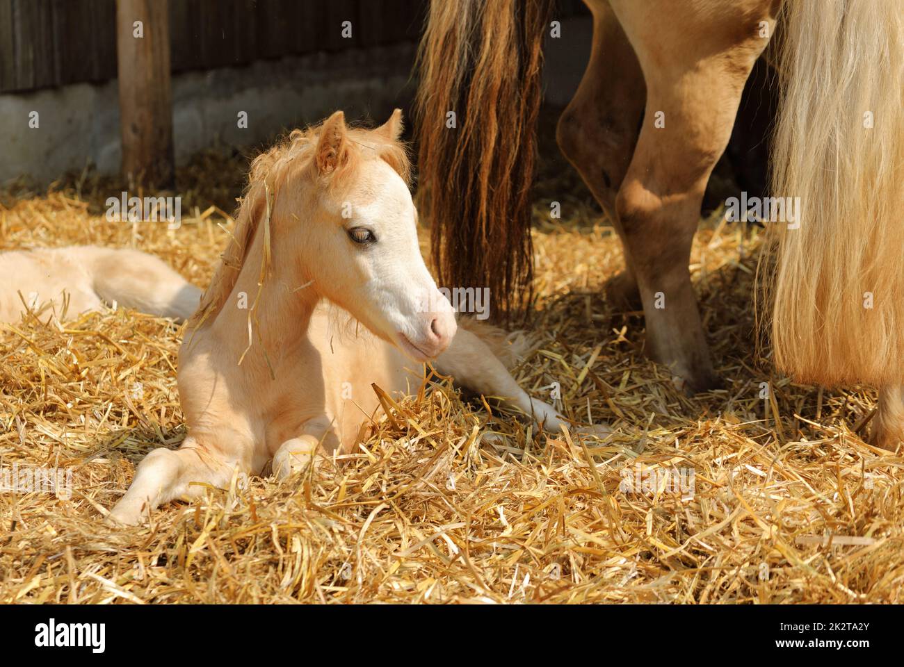 il cavallo del bambino si sdraia nella paglia nella fattoria, cute vista animale Foto Stock