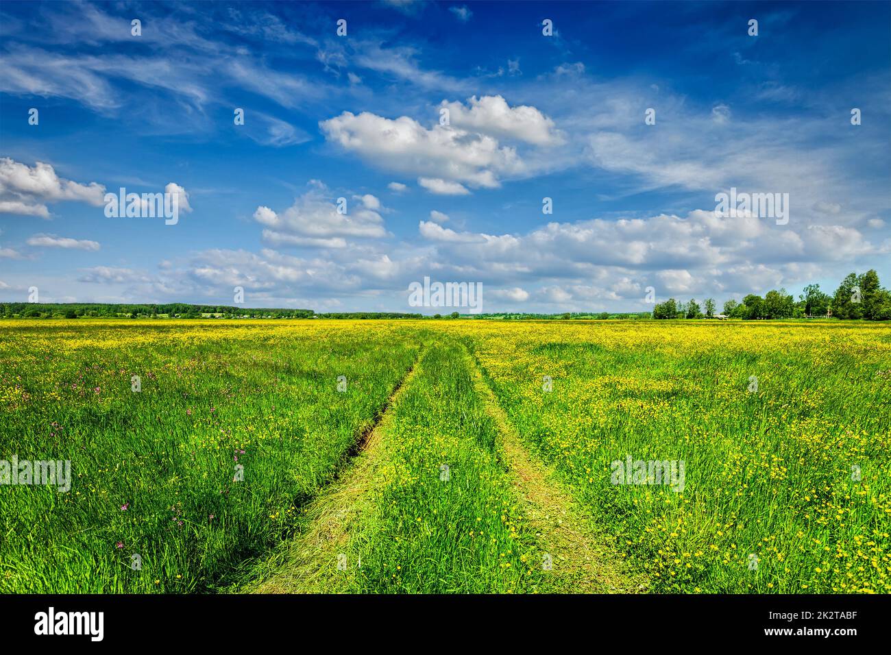 Primavera Estate - strada rurale in campo verde paesaggio paesaggio Foto Stock