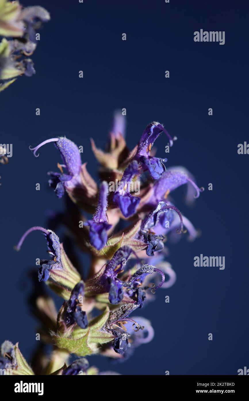 Fiore fioritura salsa nemorosa famiglia lamiaceae primo piano fondo botanico alta qualità grande stampa home decor piante agricole Foto Stock