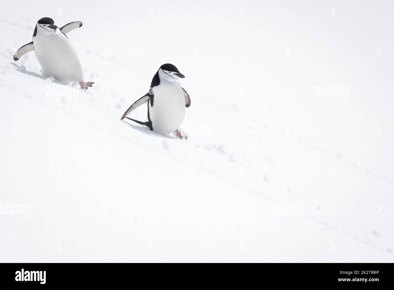 Due pinguini con cinturino da polso scivolano lungo la collina innevata Foto Stock