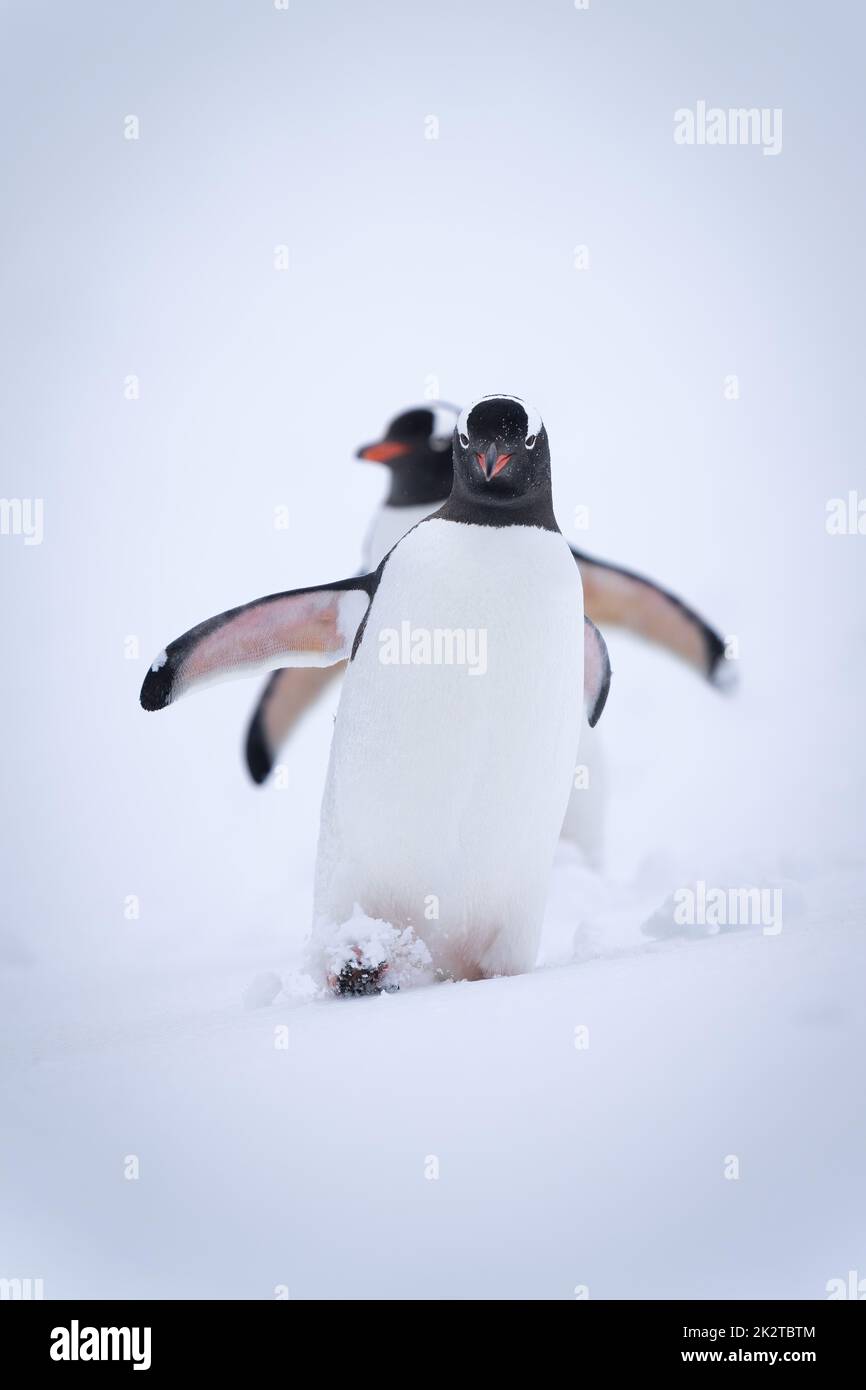 Due pinguini gentoo scendono insieme a una collina innevata Foto Stock