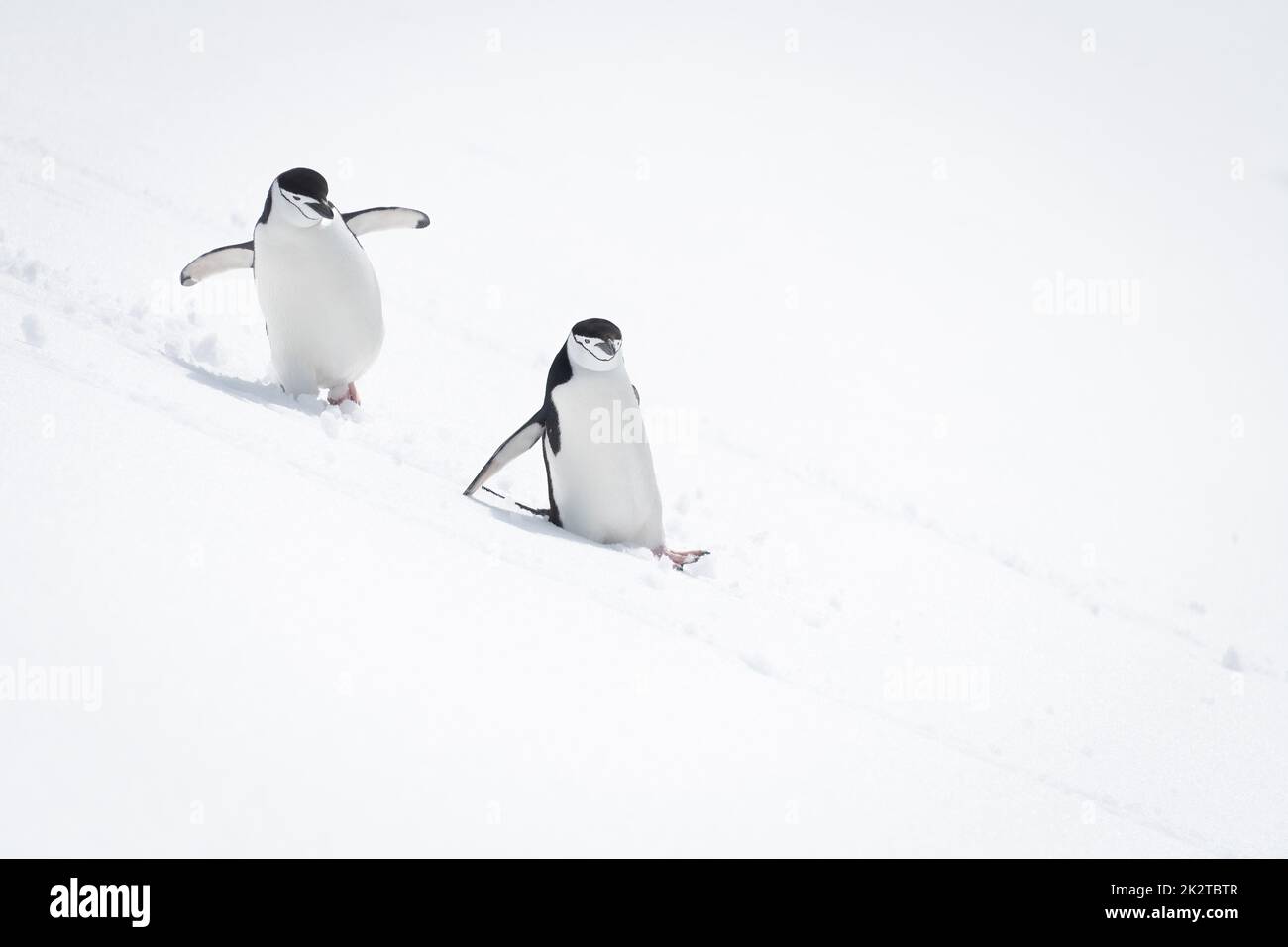 Due pinguini a fascia che scivolano lungo la collina innevata Foto Stock