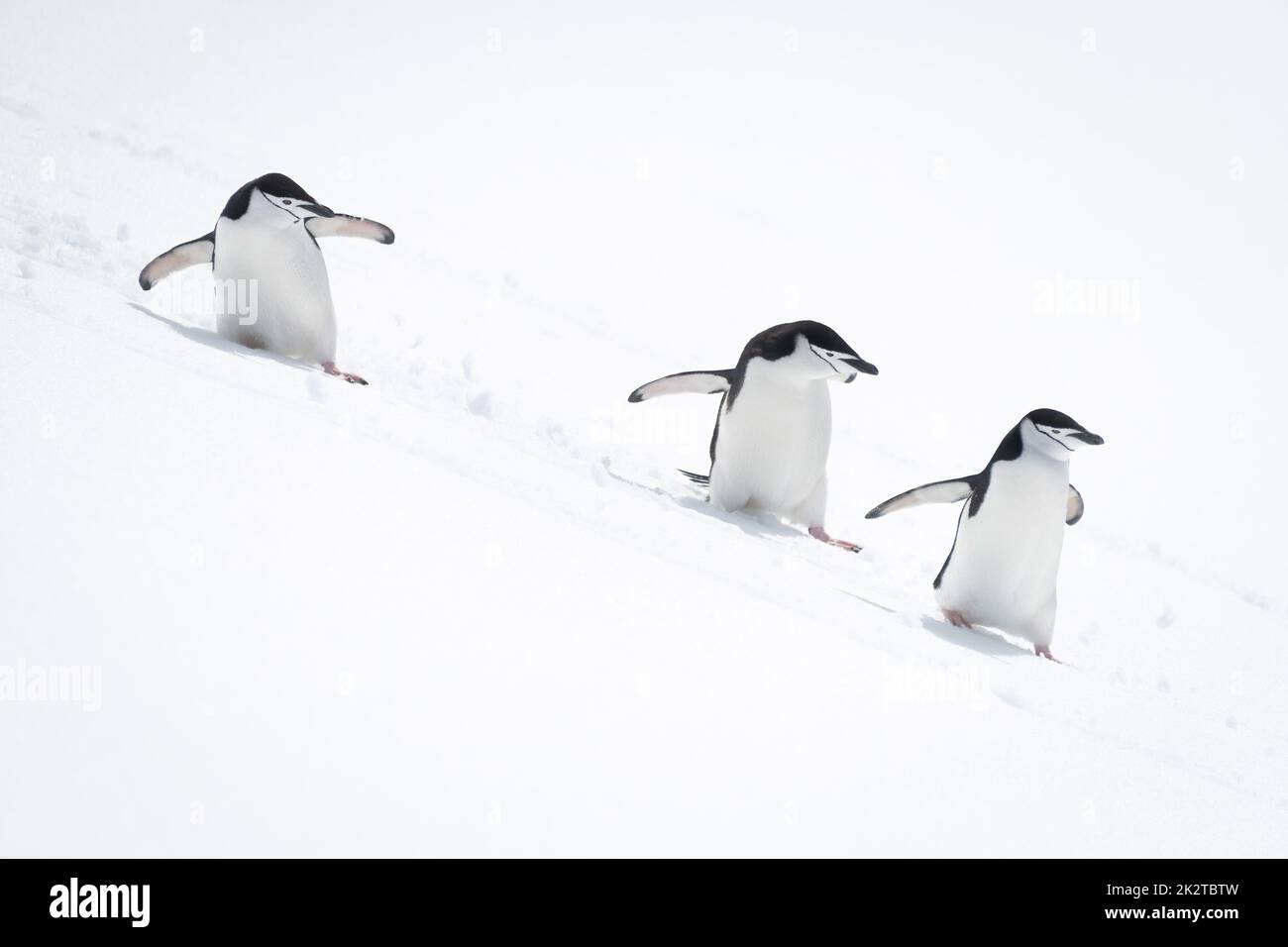 Tre pinguini da cinta navigano lungo la collina innevata Foto Stock