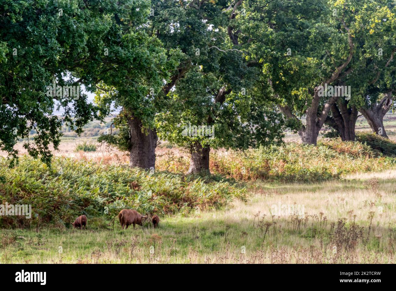 Free range maiali Tamworth, una scrofa e suinetti, del progetto Wild Ken Hill rewilding foraggio per ghiande sotto alberi di quercia hedgerow. Foto Stock
