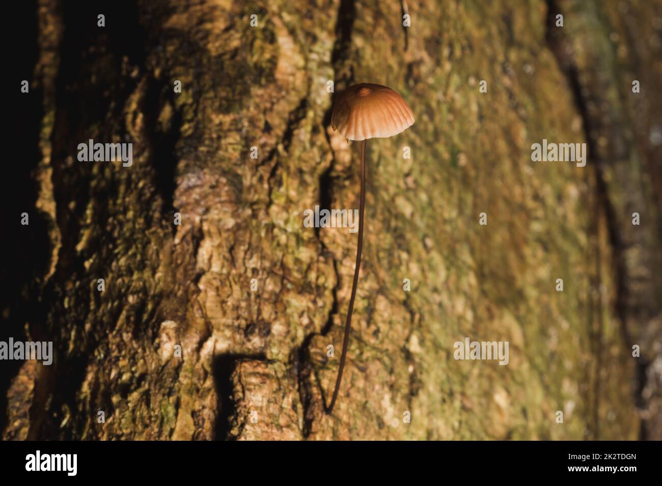 Piccoli funghi marroni sulla corteccia del gambo Foto Stock