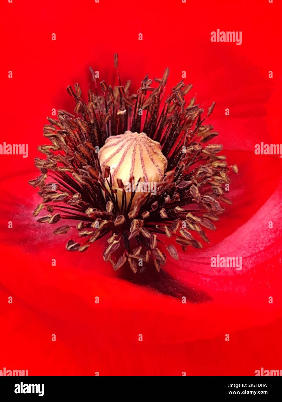 Pistillo e stampini di primo piano di papavero rosso Foto Stock