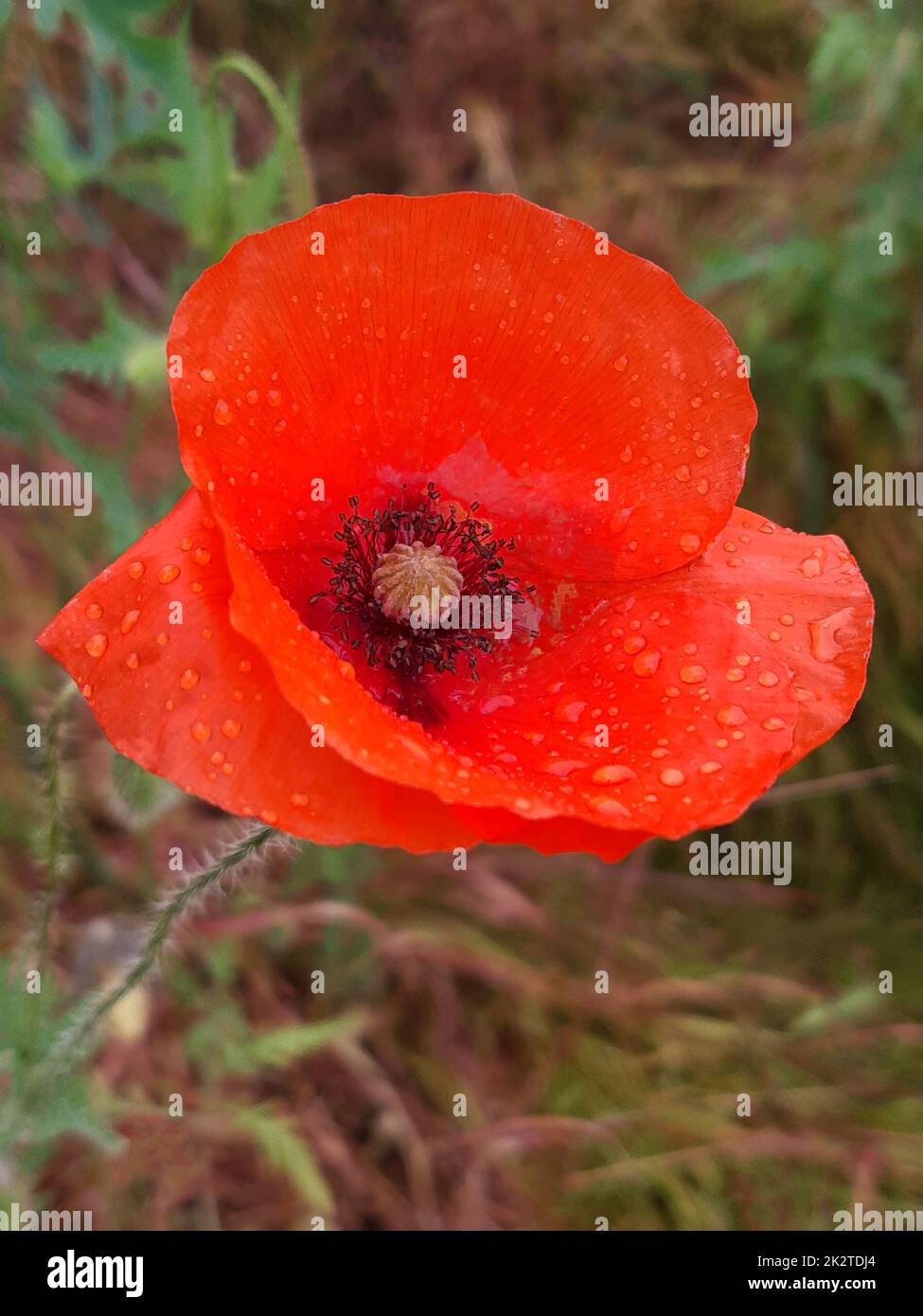 Papavero rosso fiore dopo la pioggia primo piano Foto Stock