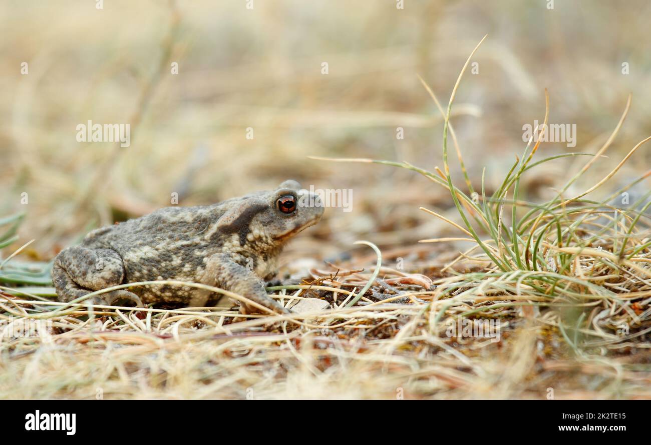 Un piccolo rospo marrone siede a terra nelle alpi francesi Foto Stock