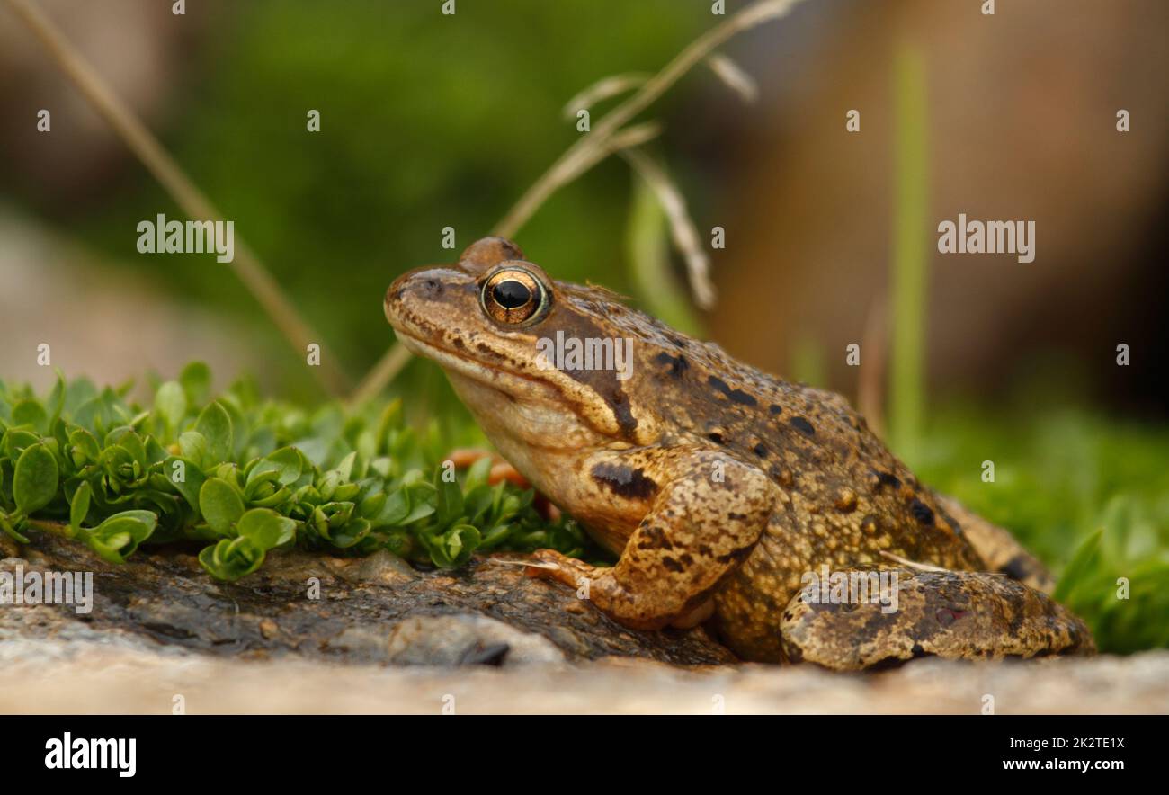Vista laterale della rana comune - Rana temporaria - seduta sul pavimento della foresta in habitat naturale. Primo piano Foto Stock