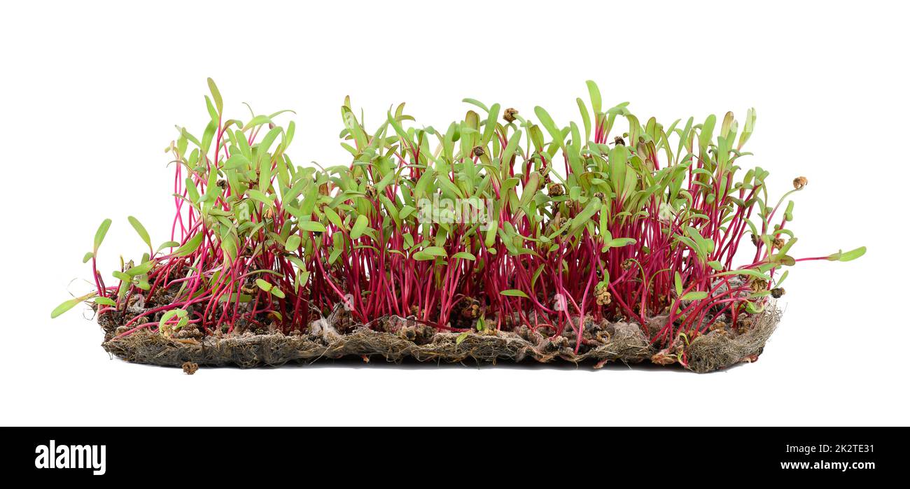 Barbabietola rossa, germogli freschi e foglie giovani vista frontale su sfondo bianco. Vegetale, vegetale e microgreen. Foto Stock