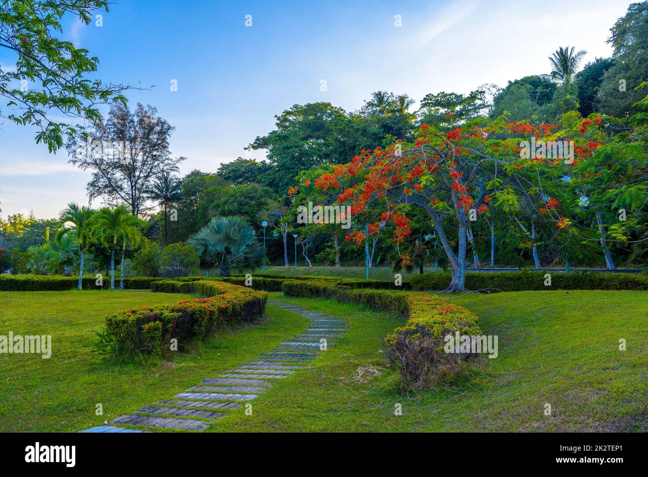 Città di Krabi, Thailandia, albero fiorente con fiori rossi nel parco Foto Stock