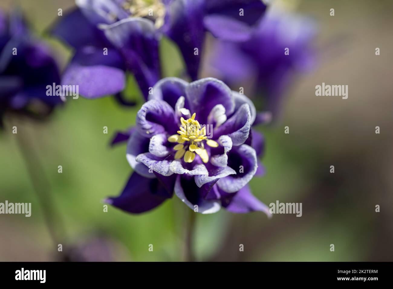 Bel fiore di colore viola Aquilegia vulgaris fiorire nel giardino, primo piano Foto Stock