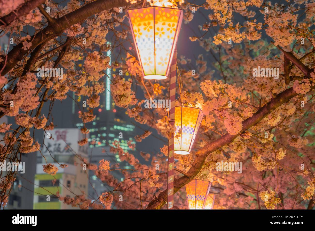 Immagine di fiori di ciliegio notturno e lanterne giapponesi Foto Stock