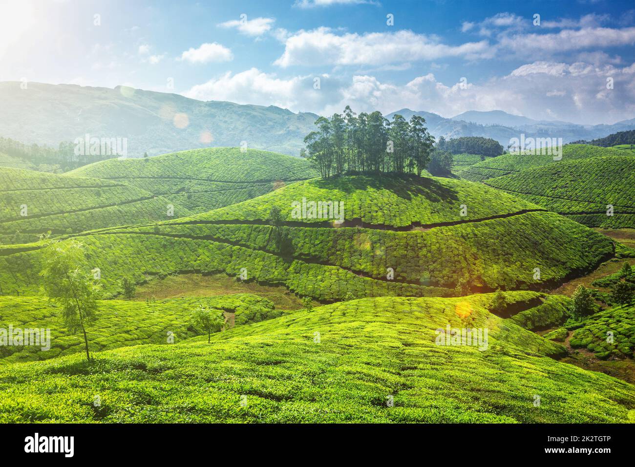 Le piantagioni di tè in Kerala, India Foto Stock