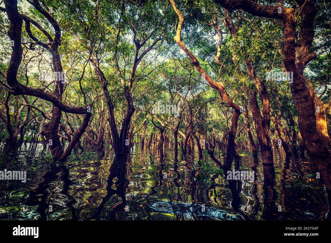 Inondati di alberi di mangrovia nella foresta di pioggia Foto Stock
