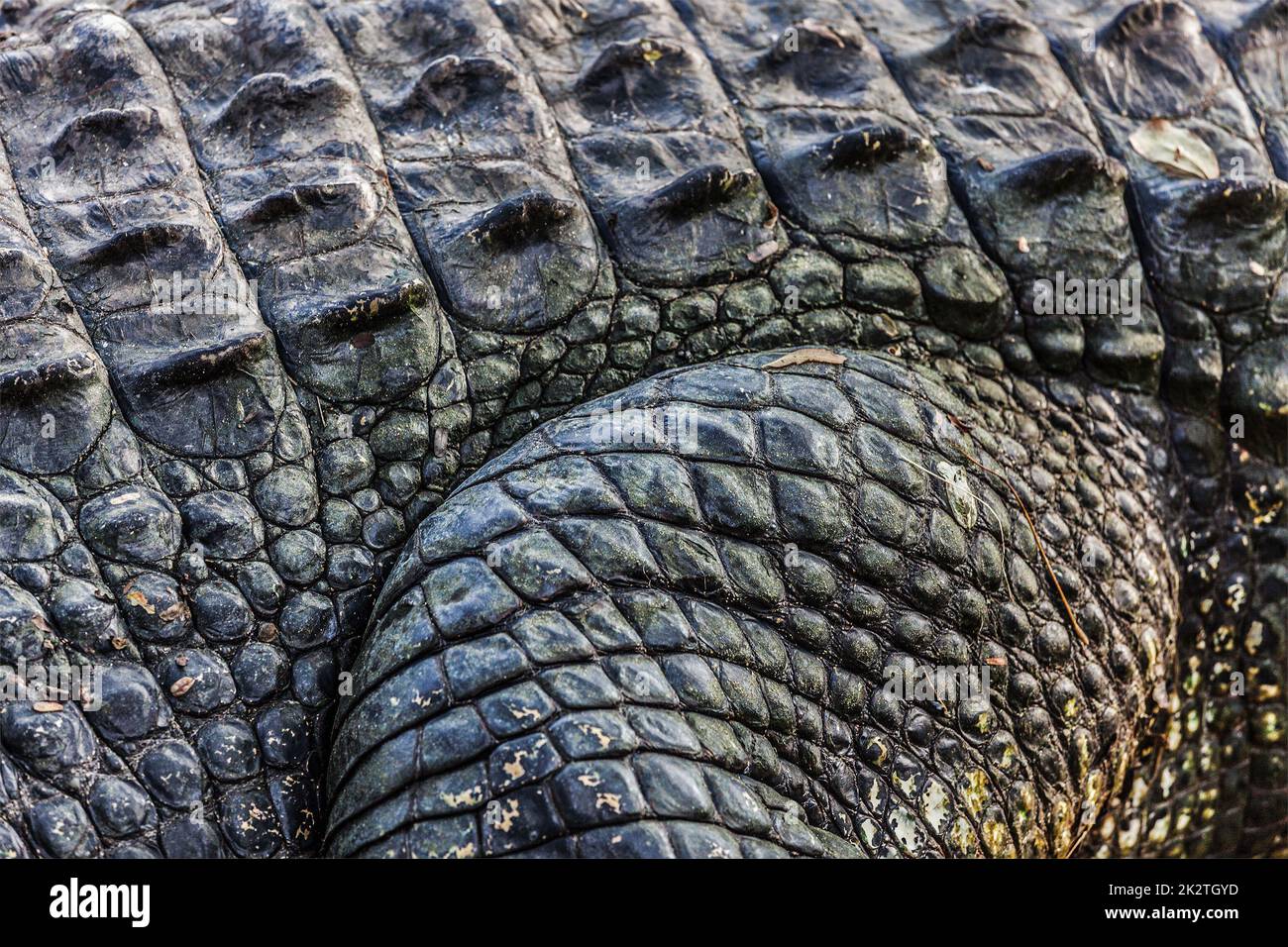 Crocodile close up Foto Stock