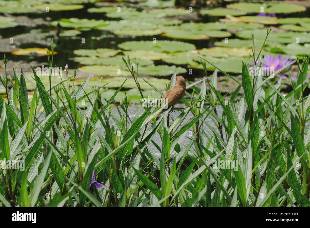 La pinca estrildida è sulla cima dell'albero Un piccolo uccello Foto Stock