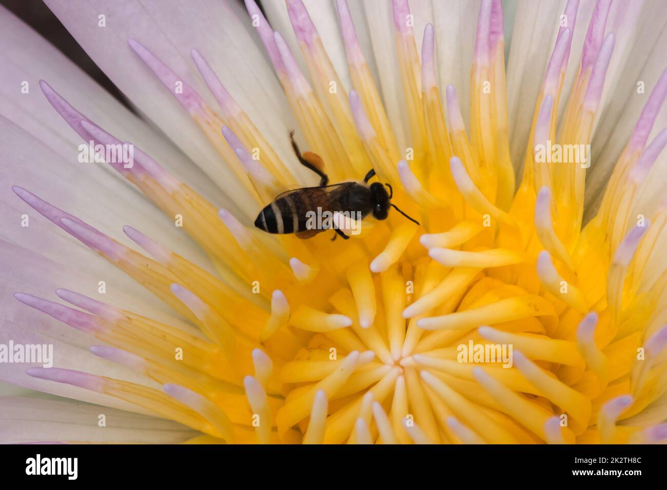 Ape in un fiore viola di loto in natura Foto Stock