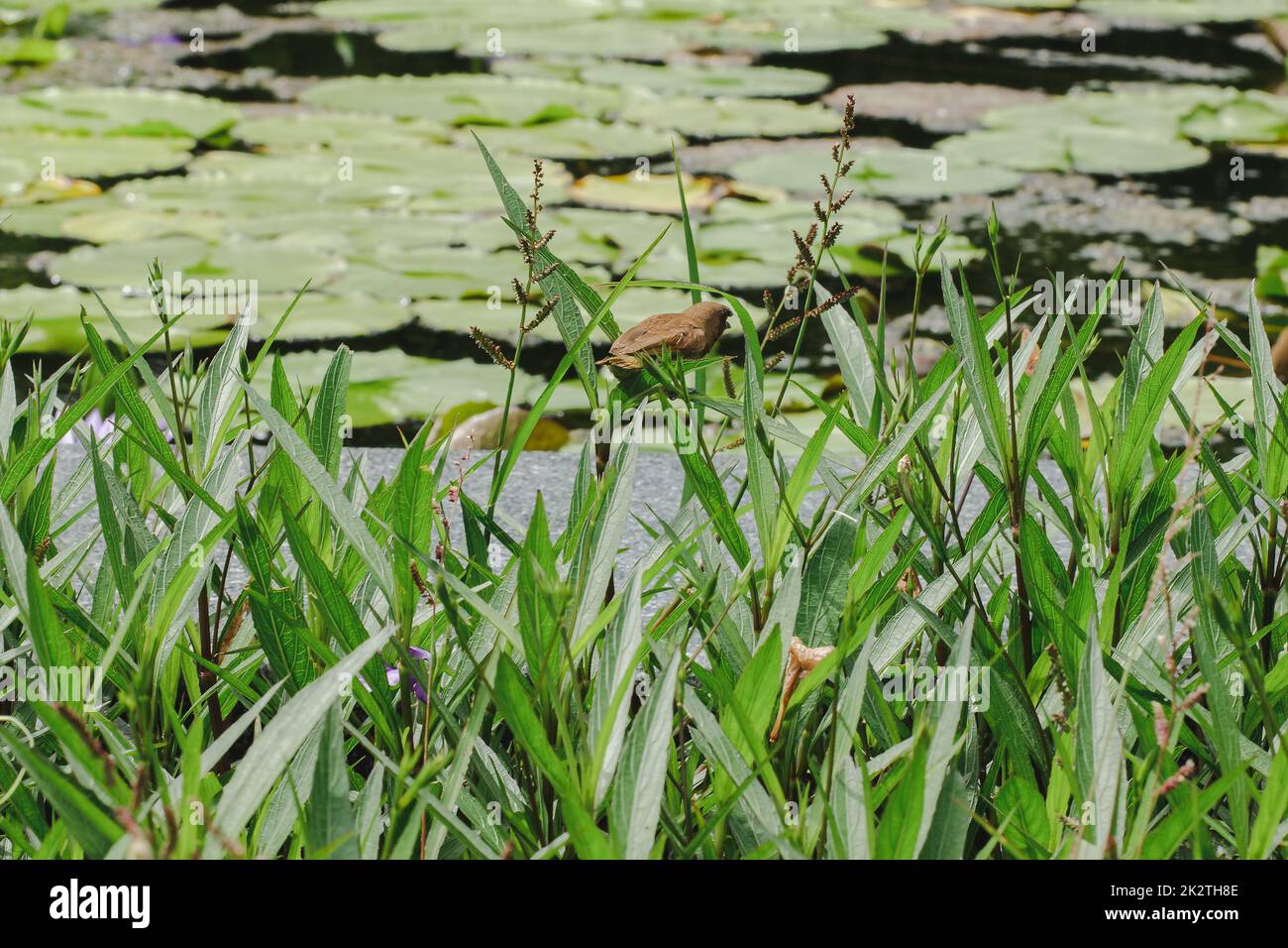 La pinca estrildida è sulla cima dell'albero Un piccolo uccello Foto Stock