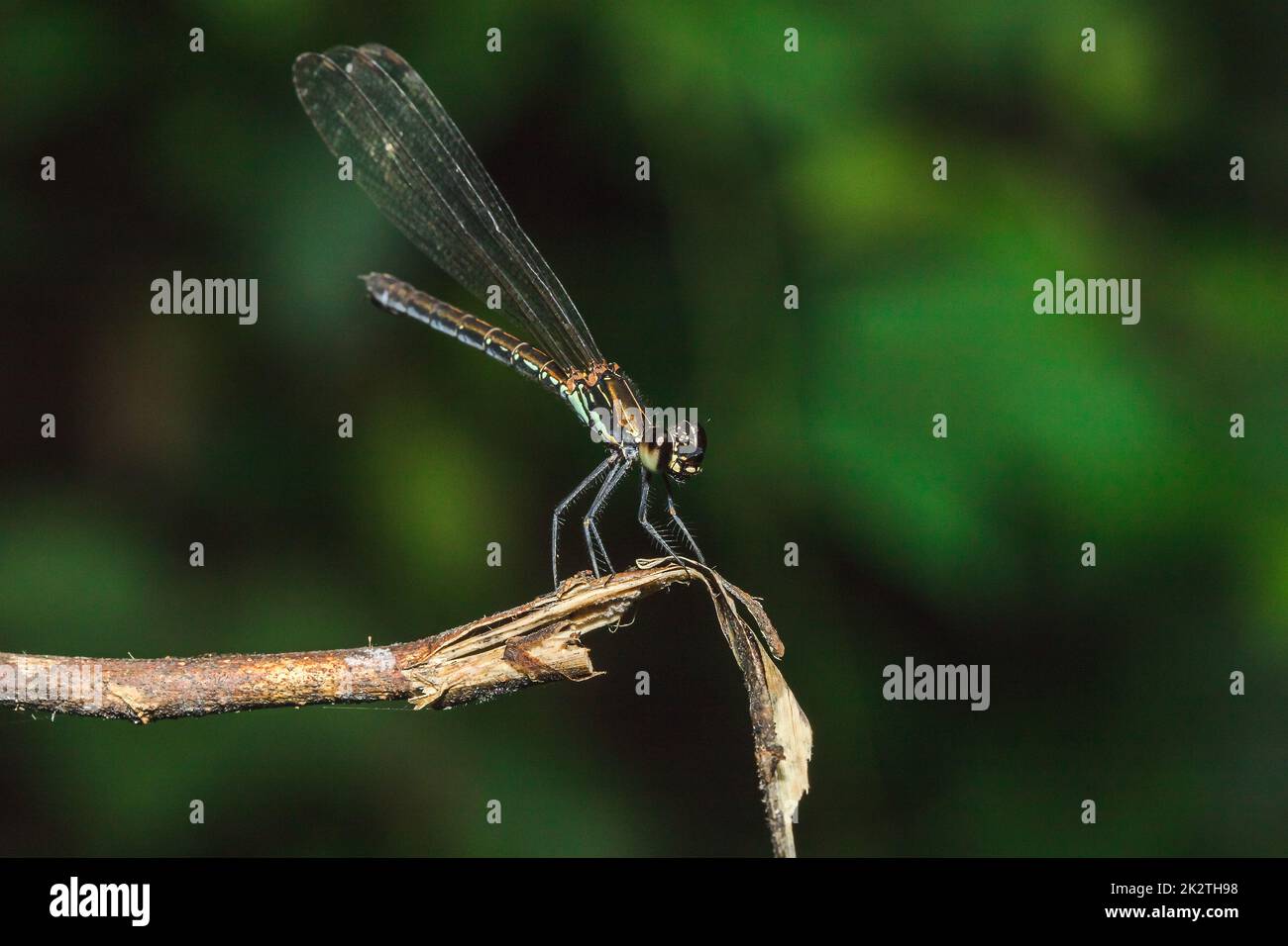 Libellula verde sui rami nella foresta naturale Foto Stock