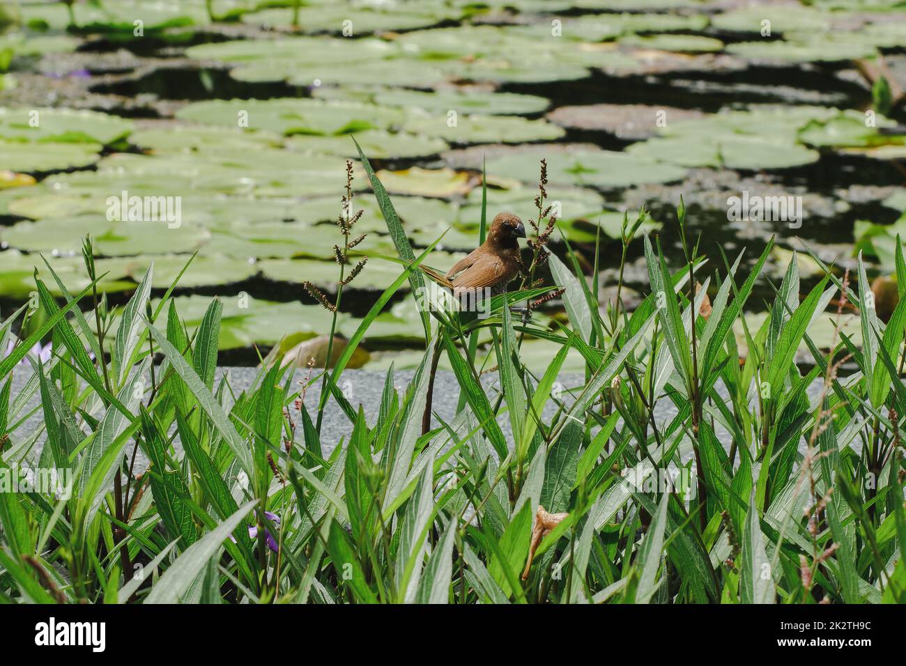 La pinca estrildida è sulla cima dell'albero Un piccolo uccello Foto Stock