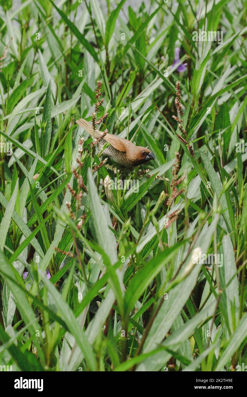 La pinca estrildida è sulla cima dell'albero Un piccolo uccello Foto Stock