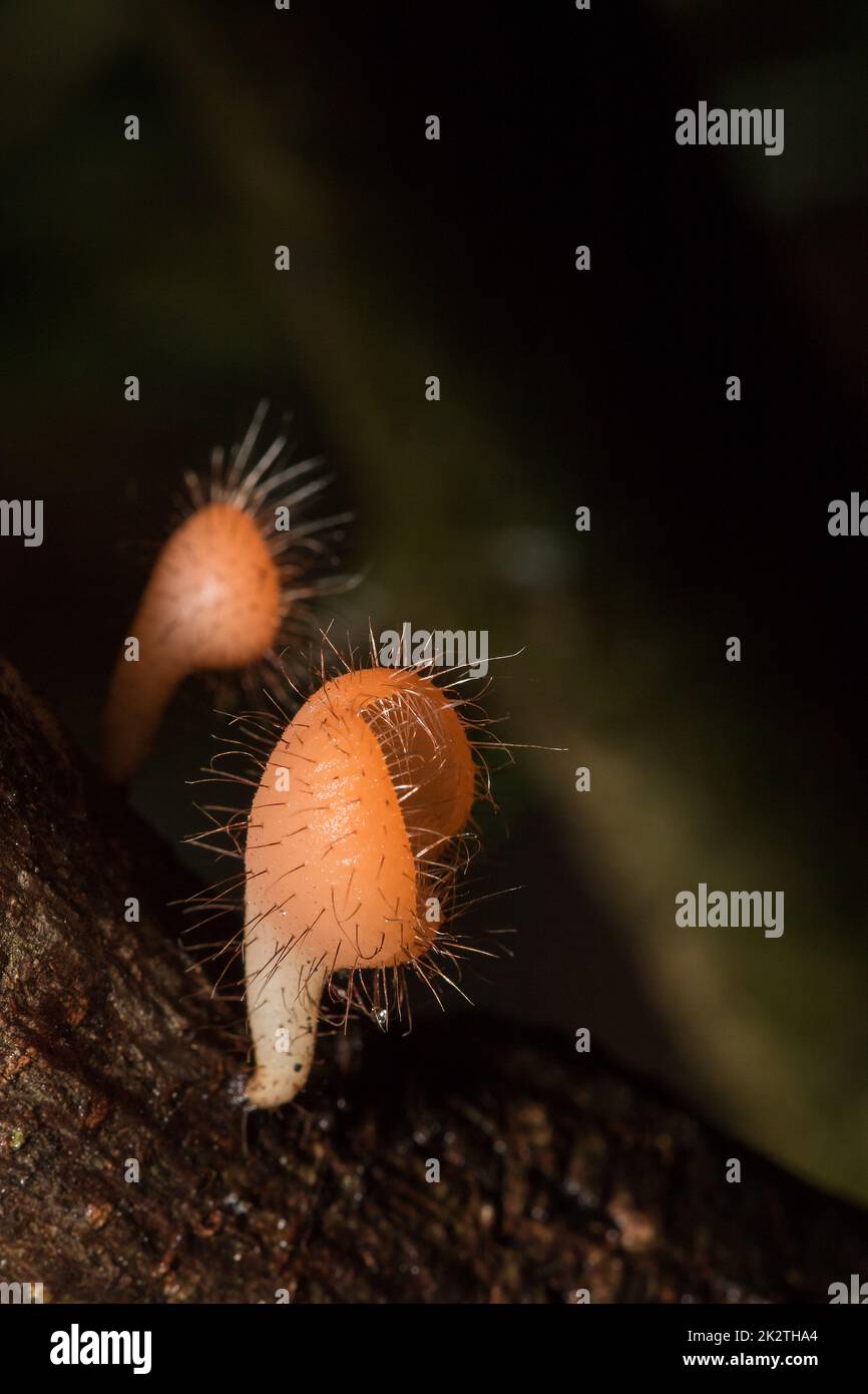 La tazza dei funghi è arancione, rosa, rossa, trovata sulla terra e legname morto. Foto Stock