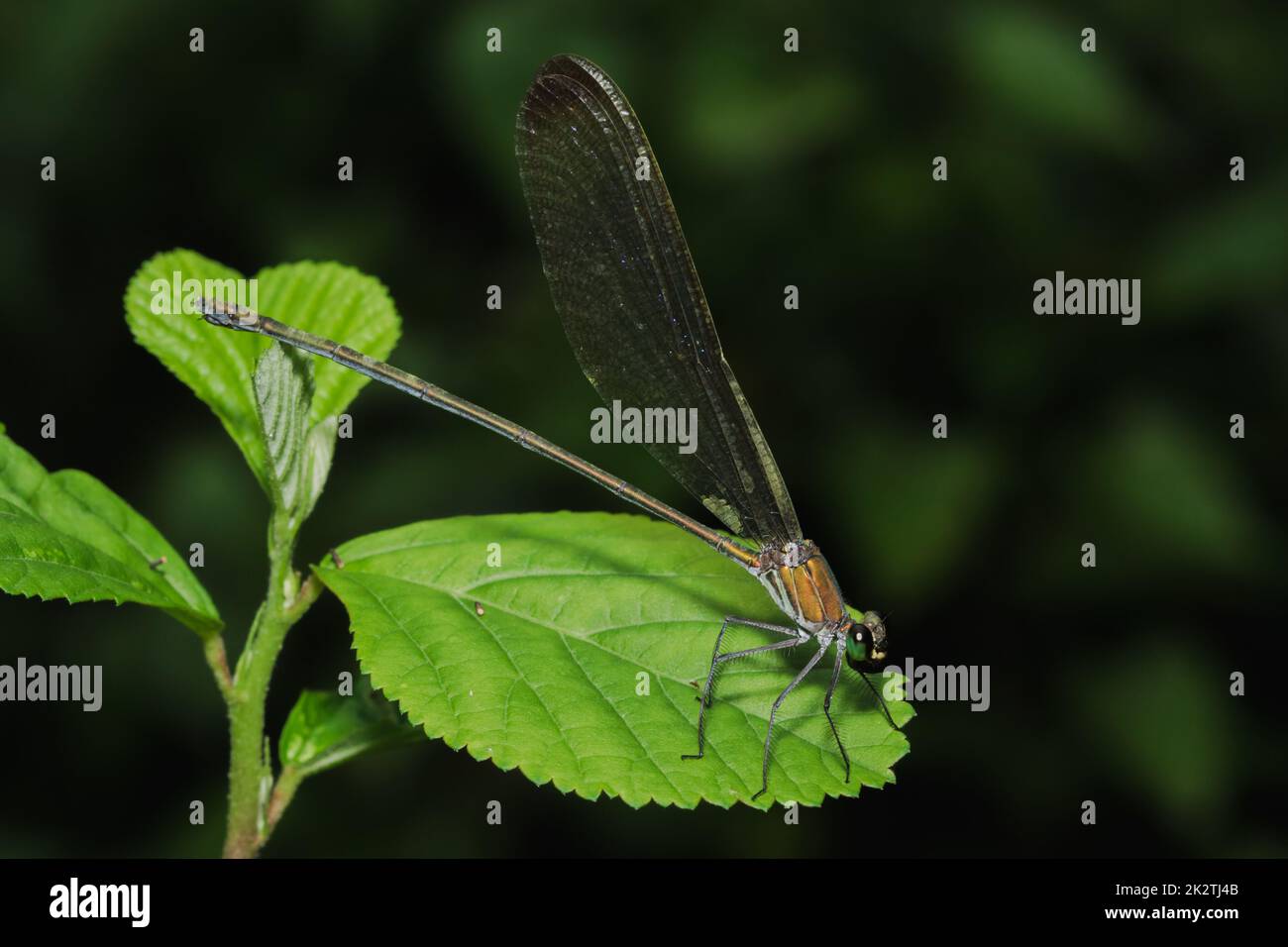 Libellula verde sulle foglie nella foresta naturale Foto Stock
