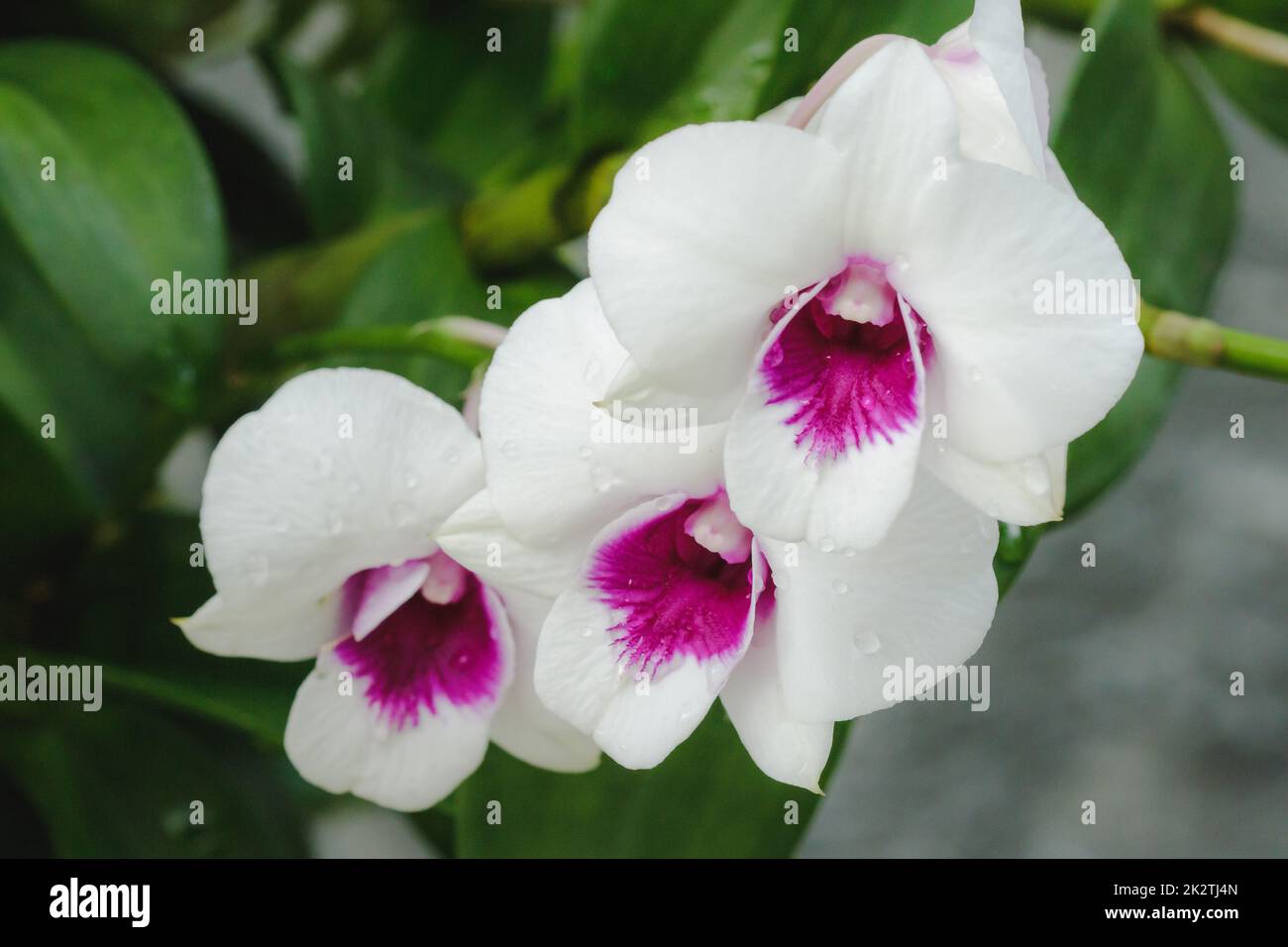 Orchidee bianche in natura fioriscono. Le orchidee sono una delle specie di carciofi più popolari. Foto Stock