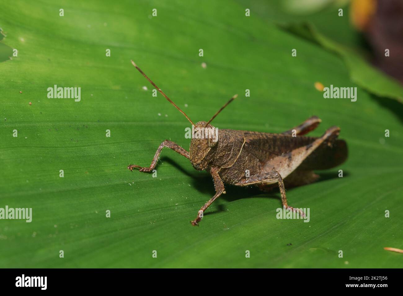 Grasshopper su una foglia in armonia con la natura. Foto Stock