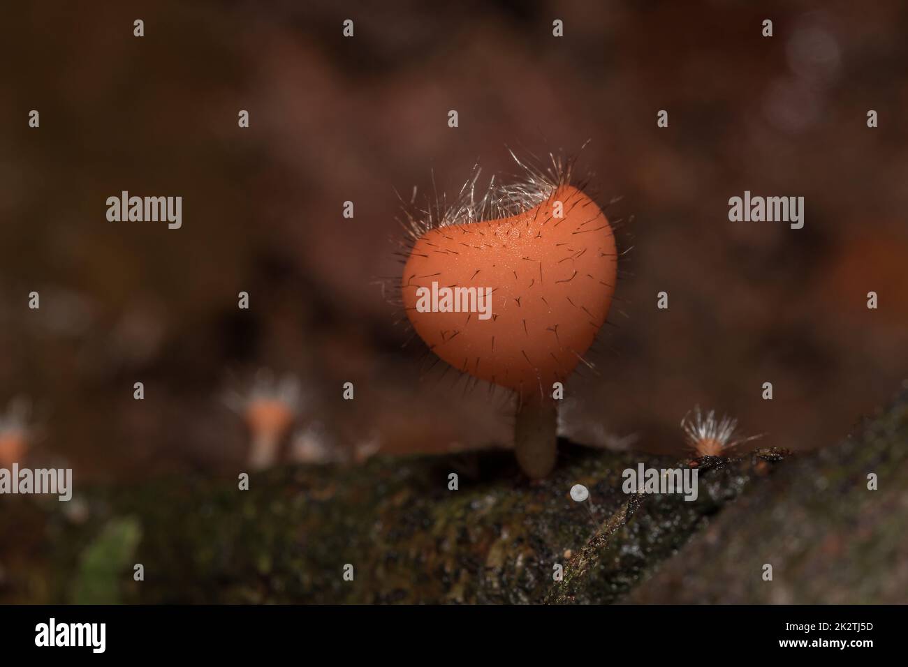 La tazza dei funghi è arancione, rosa, rossa, trovata sulla terra e legname morto. Foto Stock