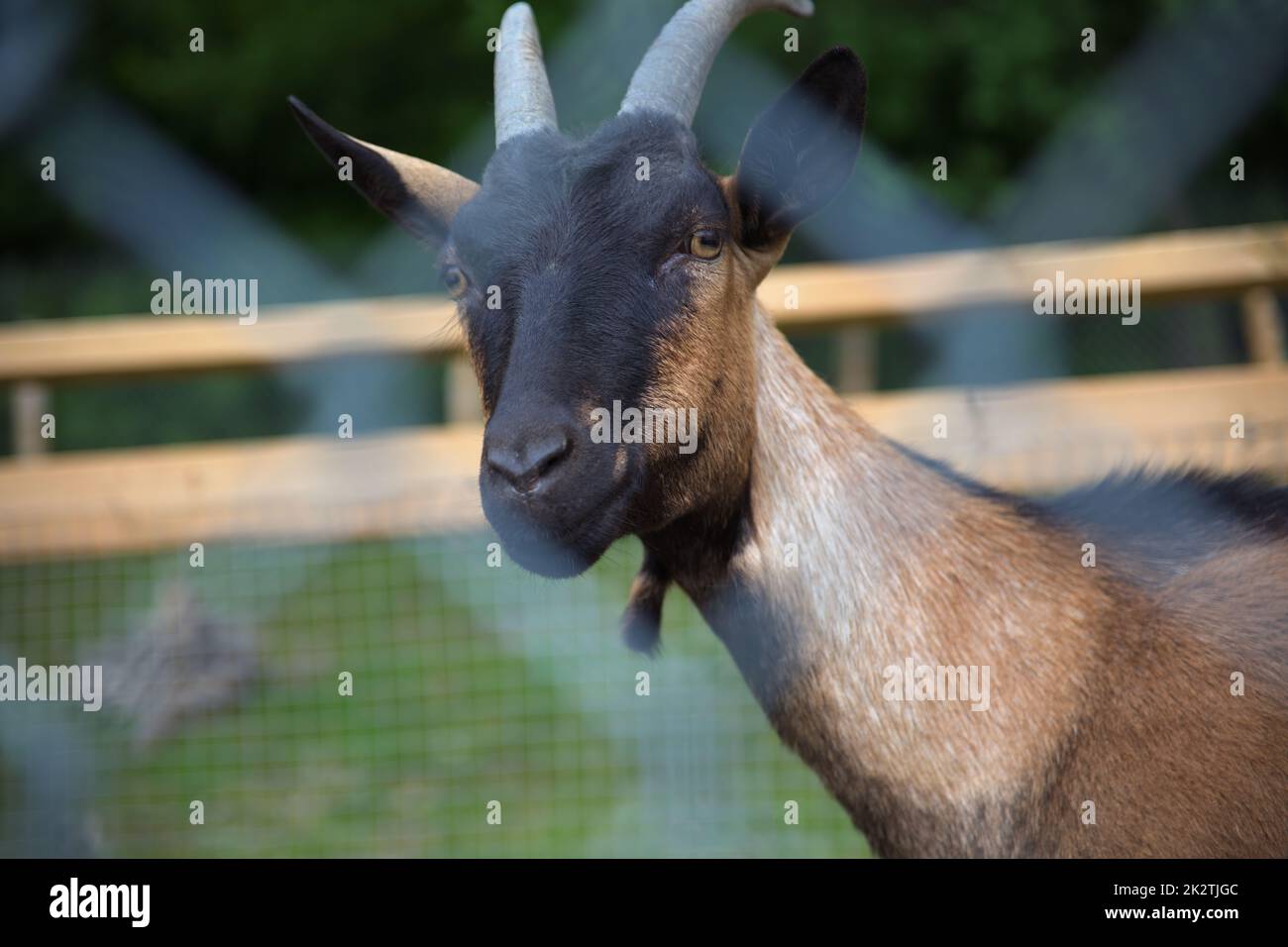 capra marrone dietro recinto caseificio animale di fattoria primo piano Foto Stock