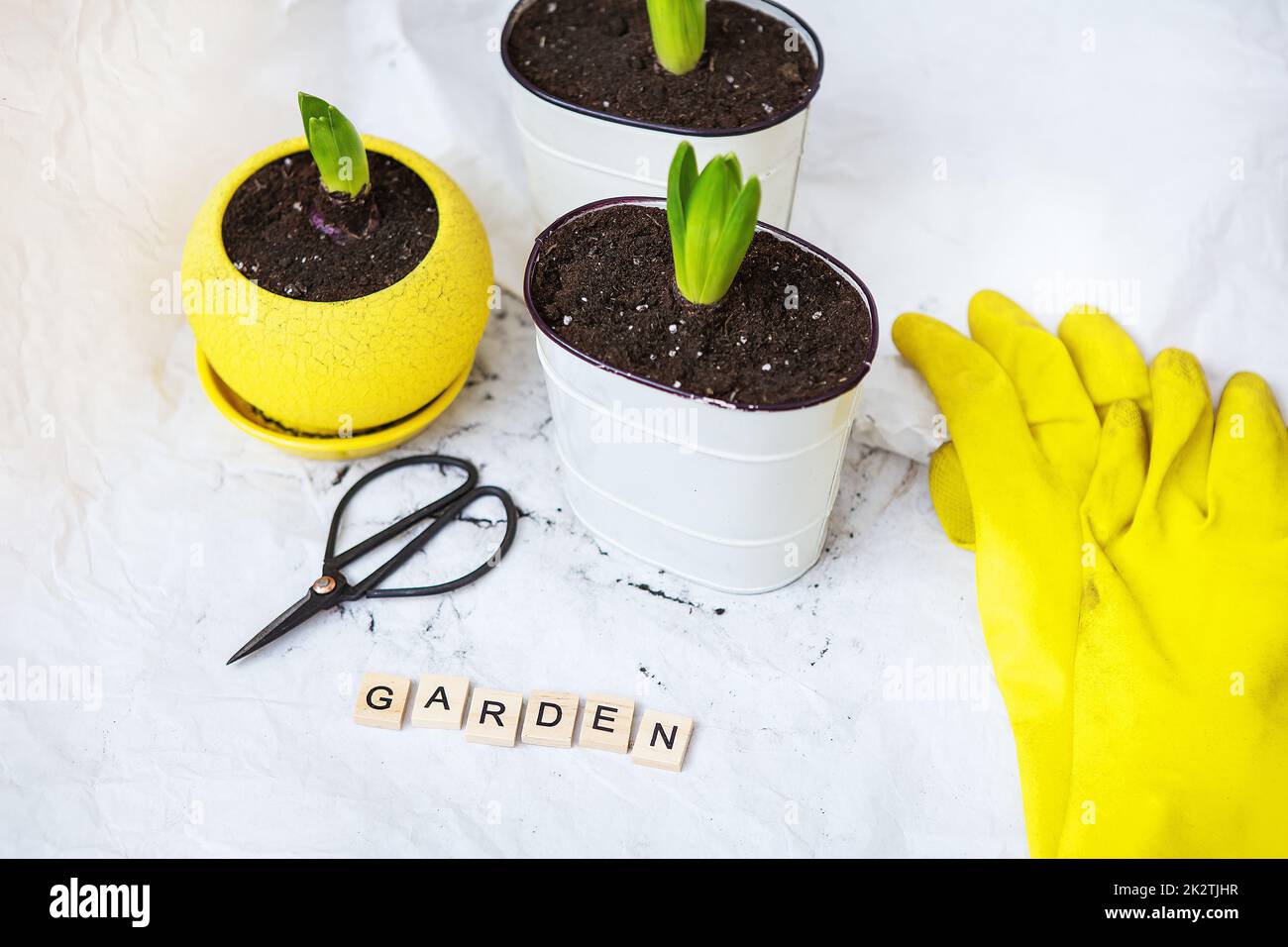 Bulbi giacinto trapiantati in vasi nuovi, sullo sfondo di attrezzi da giardinaggio, guanti gialli. L'iscrizione è giardino. Foto Stock