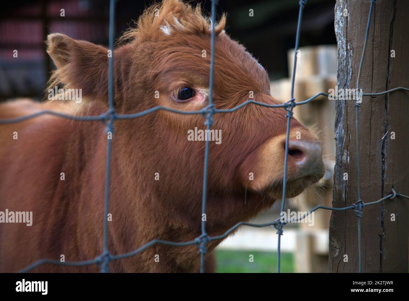 vacca bambino giovane fattoria di vitello mammifero bovino caseificio agricoltura Foto Stock