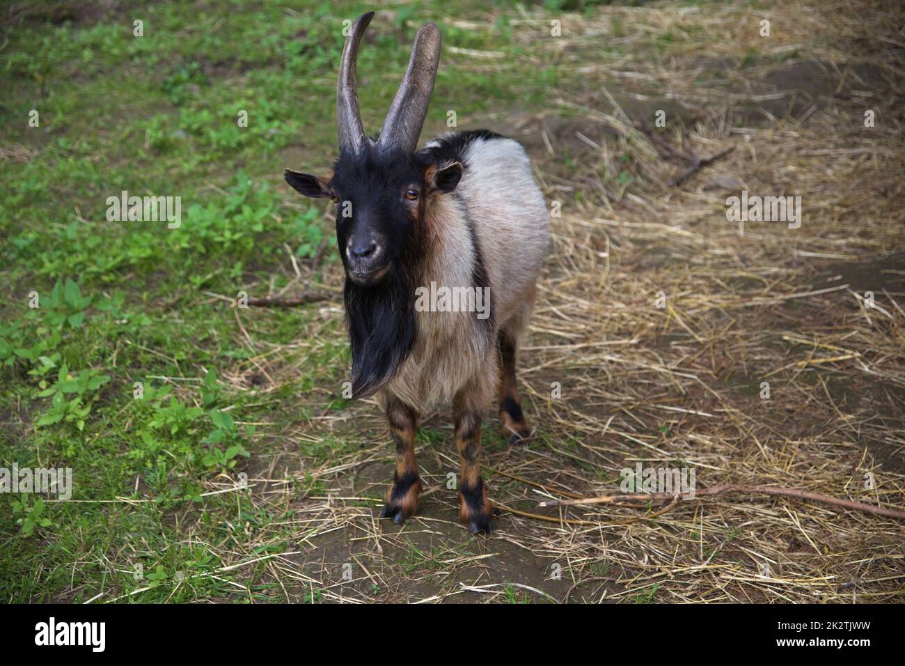 ram capra fattoria animale animale maschio bestiame mammifero agricoltura Foto Stock