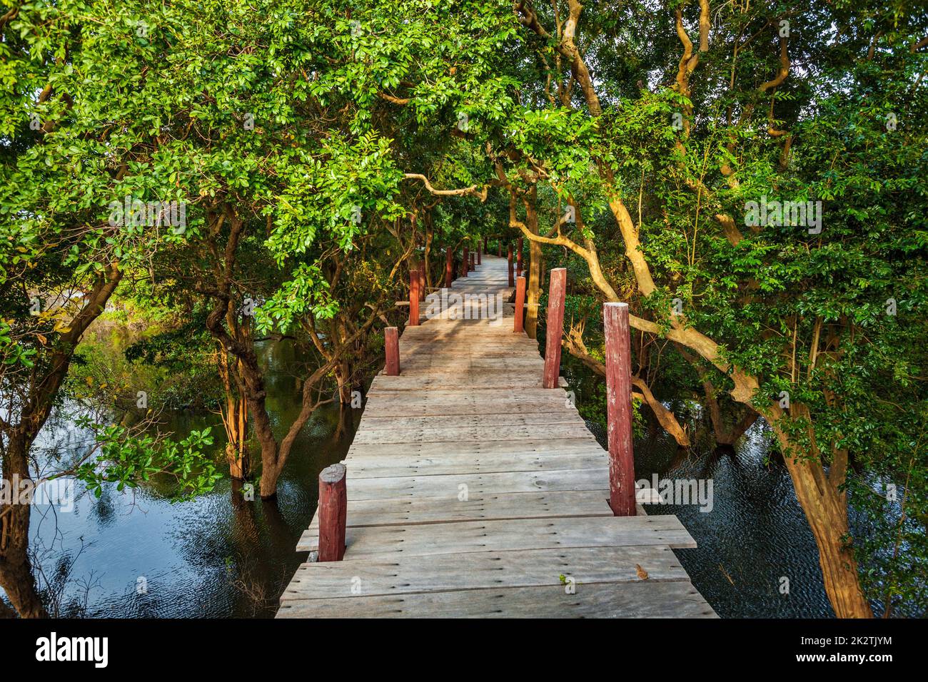 Ponte in legno nella giungla della foresta pluviale allagata di mangrovie Foto Stock