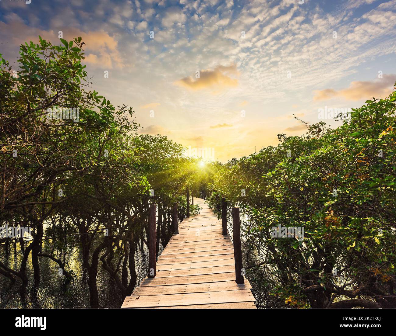 Ponte in legno nella giungla della foresta pluviale allagata di mangrovie Foto Stock