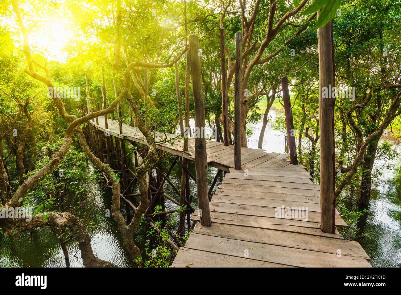 Ponte in legno nella foresta pluviale di mangrovie giungla Foto Stock