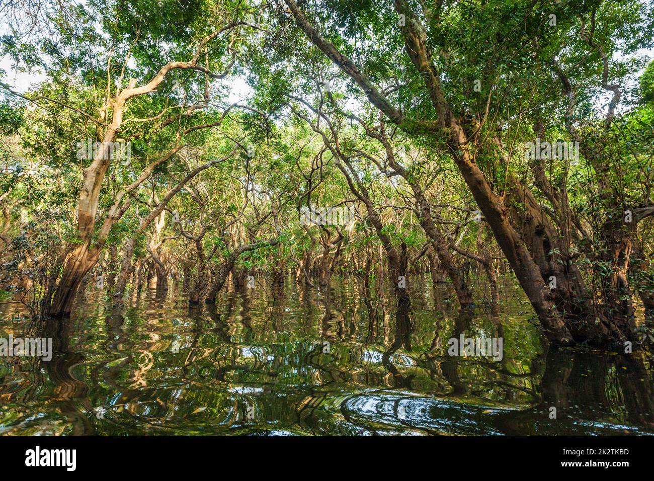 Inondati di alberi di mangrovia nella foresta di pioggia Foto Stock