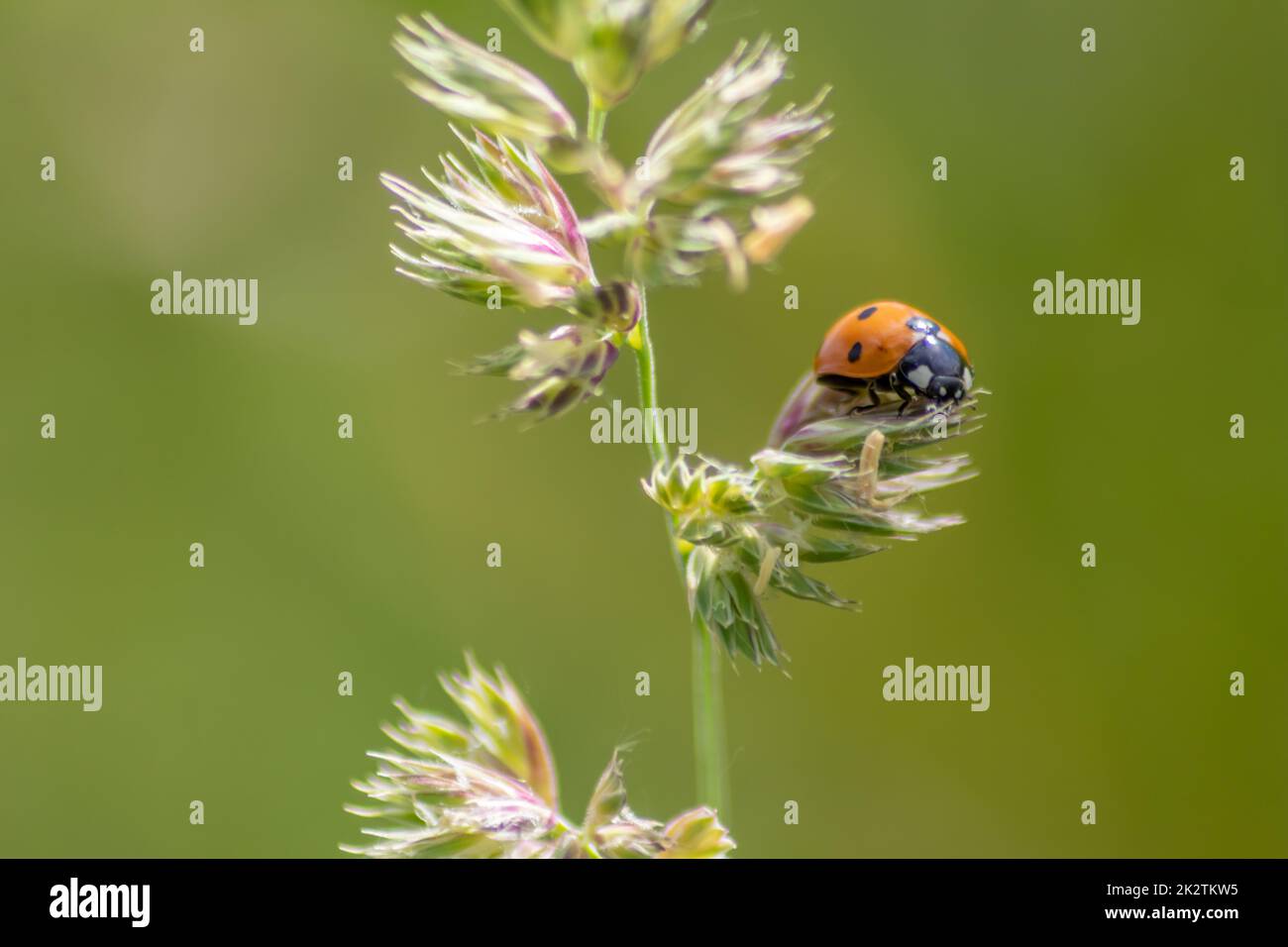 Bello nero punteggiato rosso scarabeo ladybug arrampicata in una pianta con sfondo sfocato e molto spazio di copia alla ricerca di piaghe di piante per ucciderli come organismo benefico e animale utile nel giardino Foto Stock