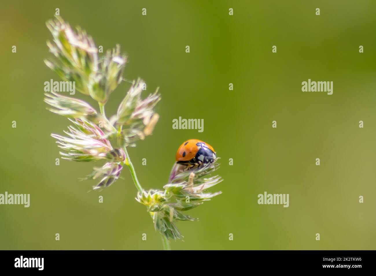 Bello nero punteggiato rosso scarabeo ladybug arrampicata in una pianta con sfondo sfocato e molto spazio di copia alla ricerca di piaghe di piante per ucciderli come organismo benefico e animale utile nel giardino Foto Stock