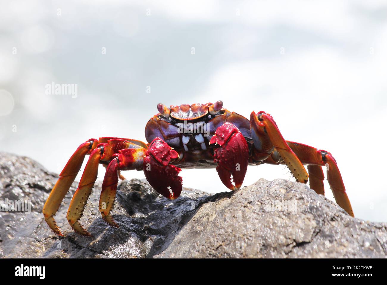 Il red rock crab Foto Stock